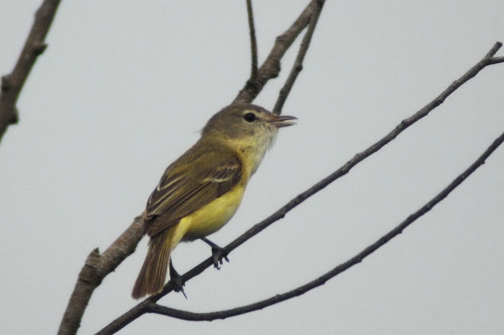 Vireo, Bell's, 2011-06040995 Hawkeye WMA, IA.JPG - Bell's Vireo. Hawkeye Wildlife Management Area, IA, 6-4-2011